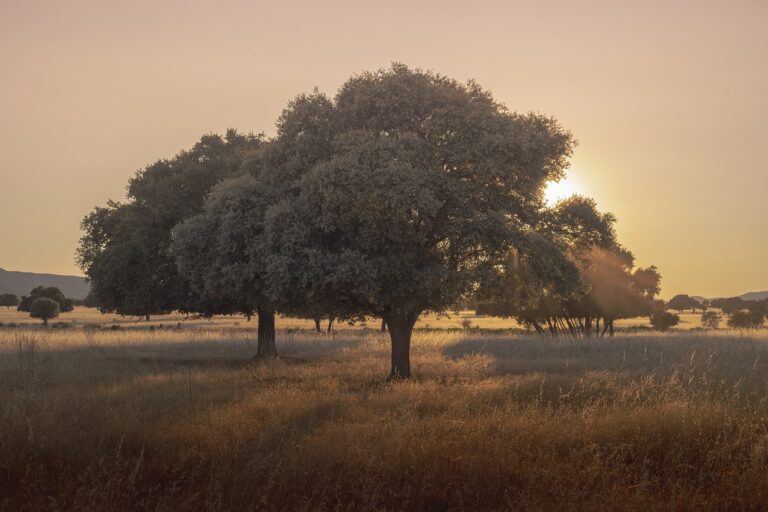Buying a Farm in Spain? 5 Pitfalls You Probably Won’t Believe