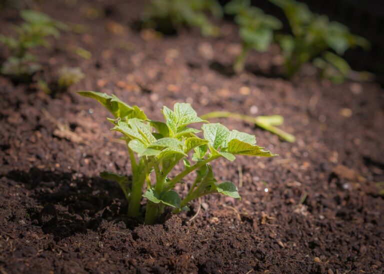 Greywater Recycling: How I Reuse My Shower to Water My Garden
